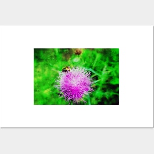 Pink Flowering Thistle With Bee Posters and Art